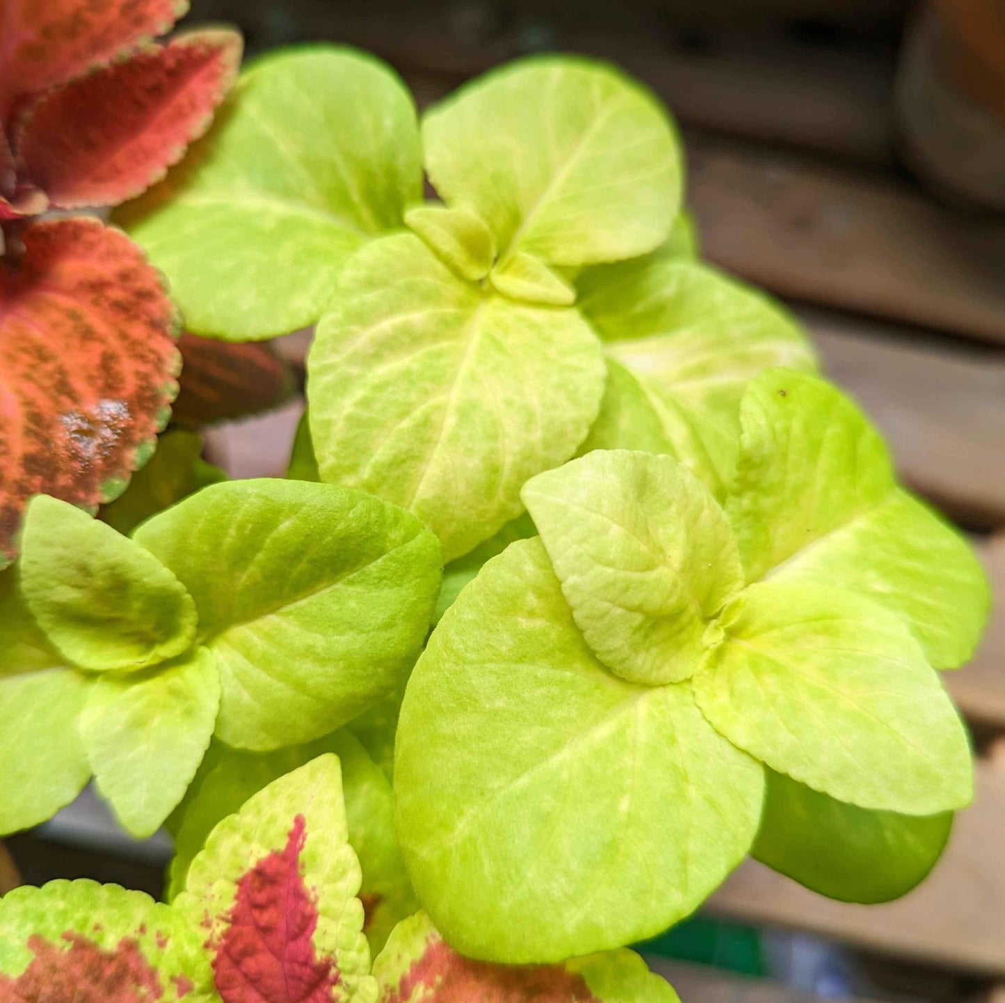 Wizard Coleus mix leaves, bright chartreuse green with rounded edges