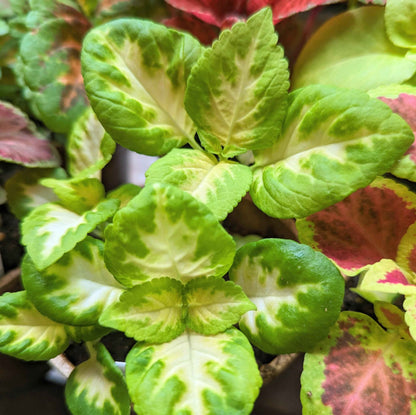 Coleus mix foliage, lime green leaves with white streaks and red speckles