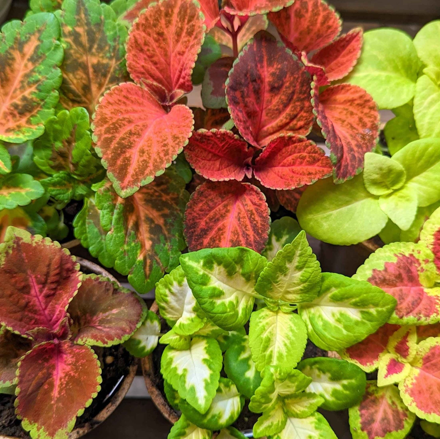 Coleus mix leaves with red and green variegated speckling and veining