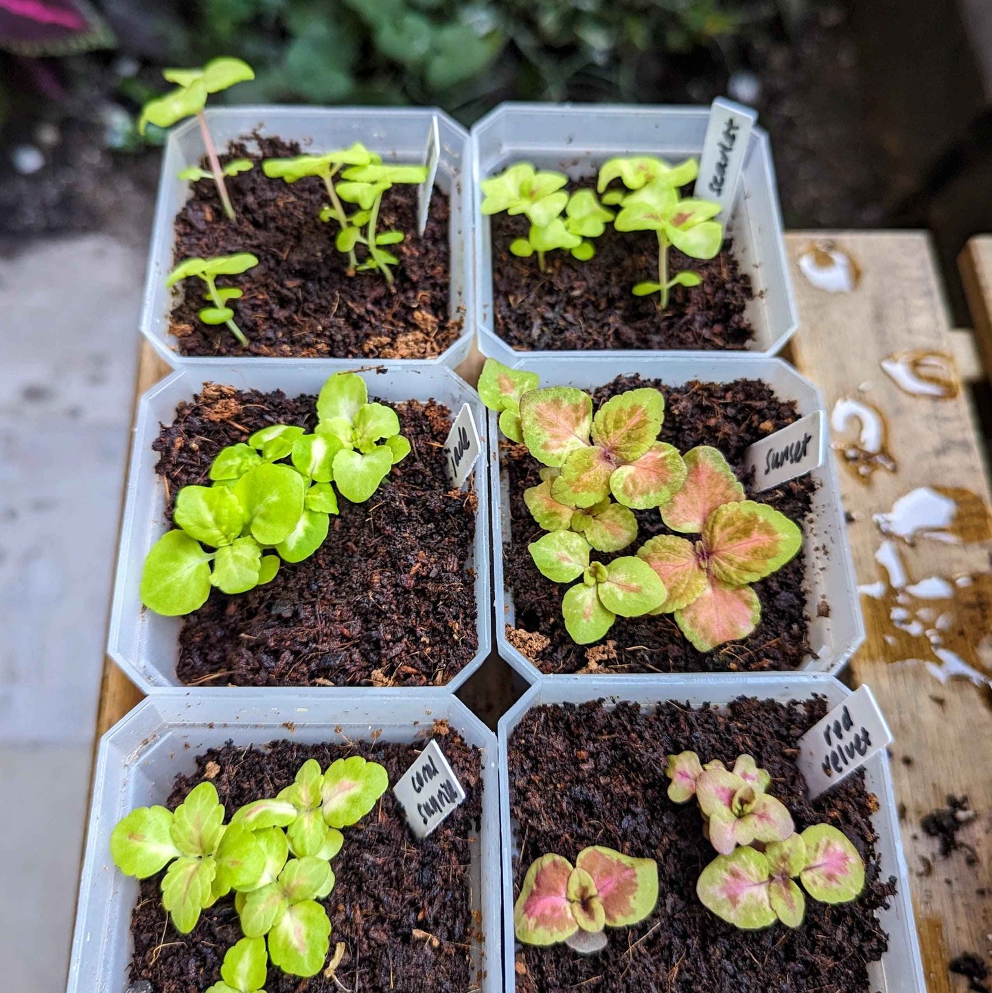 Young coleus seedlings in trays, green leaves and red-speckled growth
