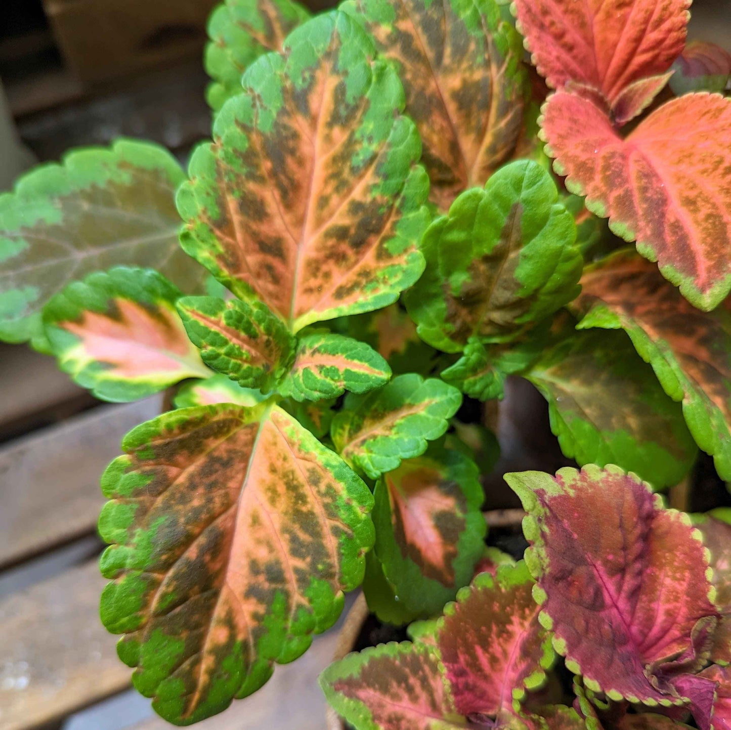 Coleus leaves with green centers and red-brown speckling