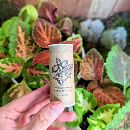 Coleus seed tube with wizard graphic held in hand above foliage