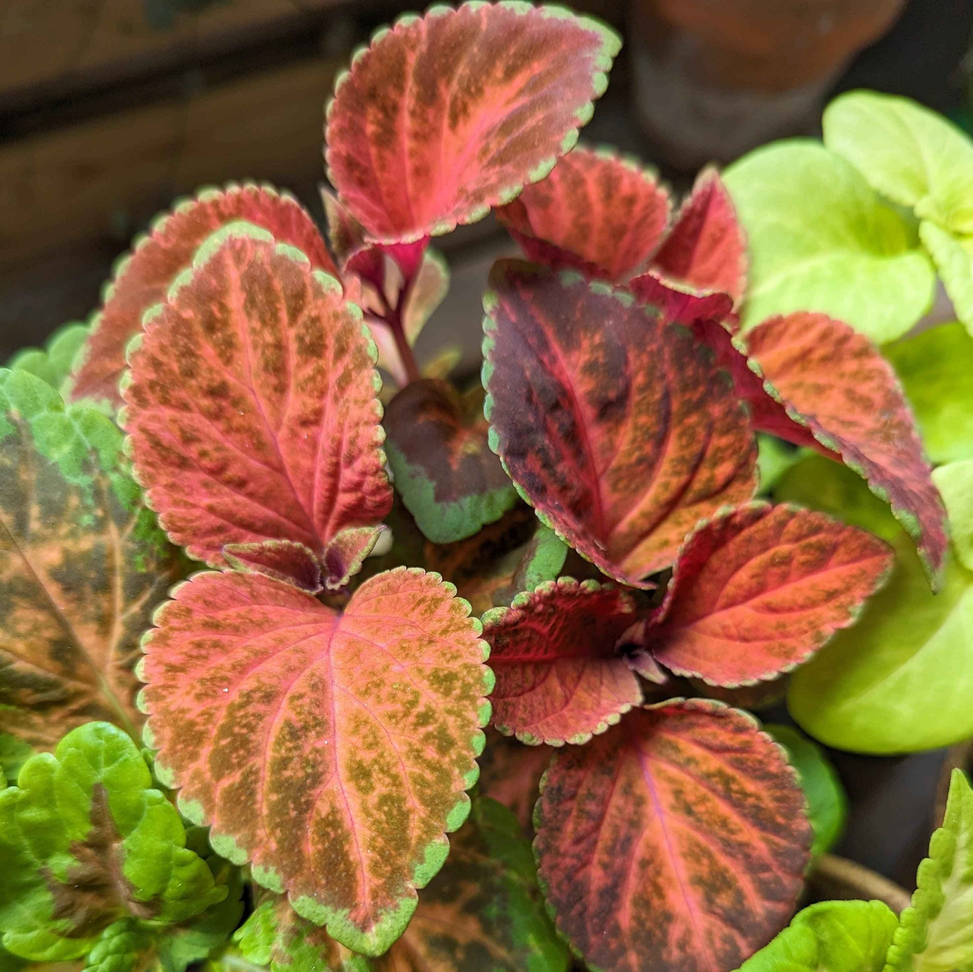 Coleus leaf cluster with red, orange, and green mottled star-like pattern