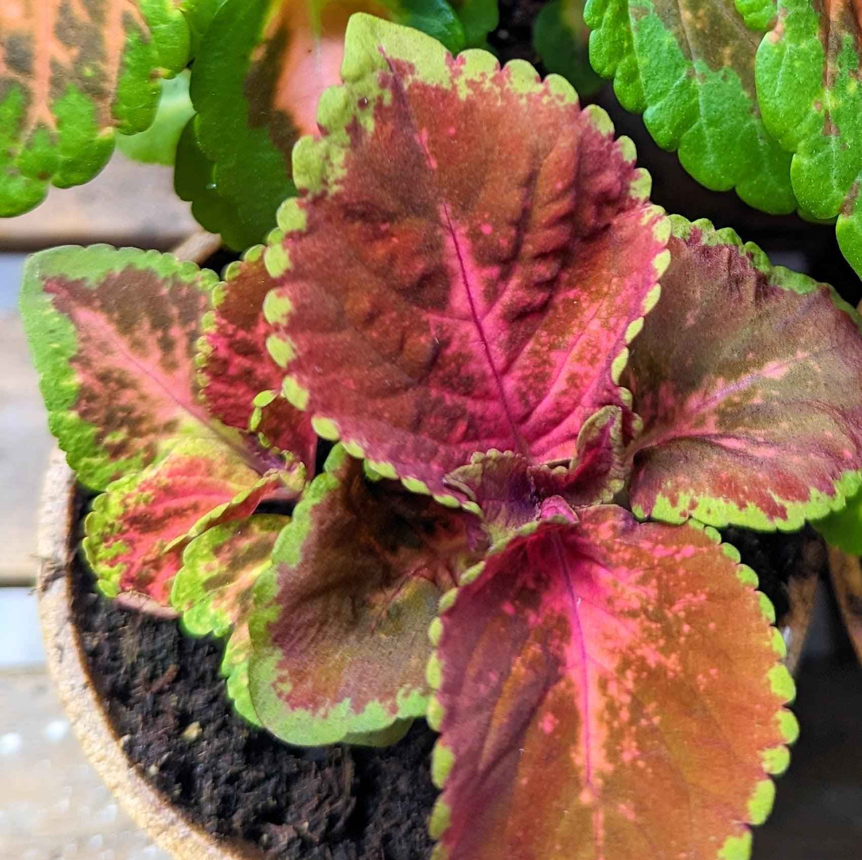 Variegated coleus leaves with dark red tones and bright green edges