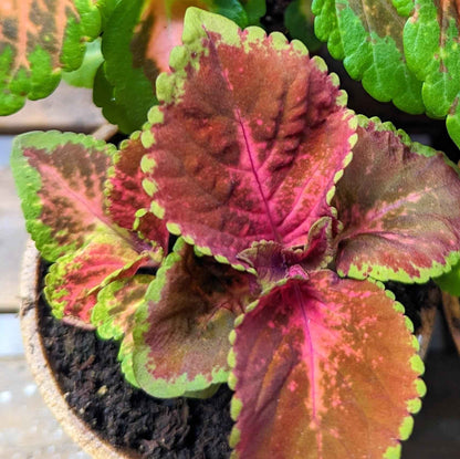 Variegated coleus leaves with dark red tones and bright green edges