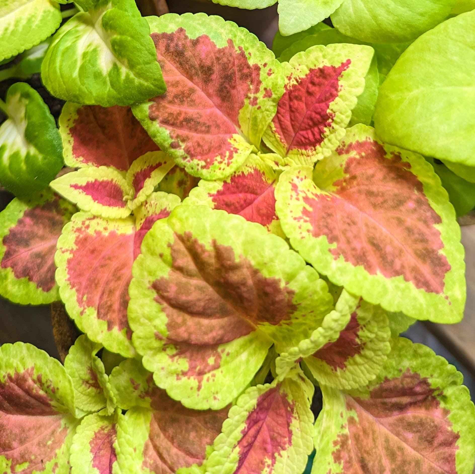 Dense coleus mix of bright green and pink-red leaves with yellow speckles