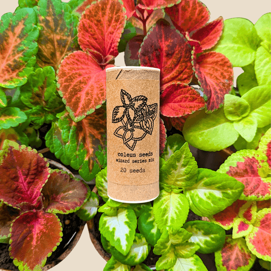 Wizard Coleus mix seeds tube, 20 seeds, wizard coleus label