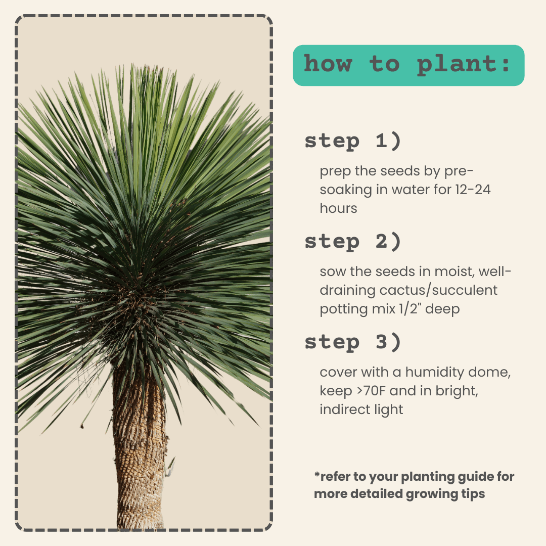 Beaked yucca plant shown beside planting steps for seeds (pre-soak, sow)